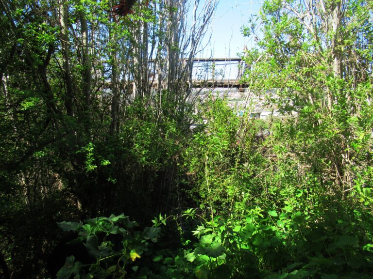 Quebrada Los Perales de Cerro Alegre